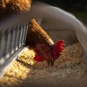 Łuska sojowa jako składnik pasz dla zwierząt hodowlanych: korzyści i wyzwania